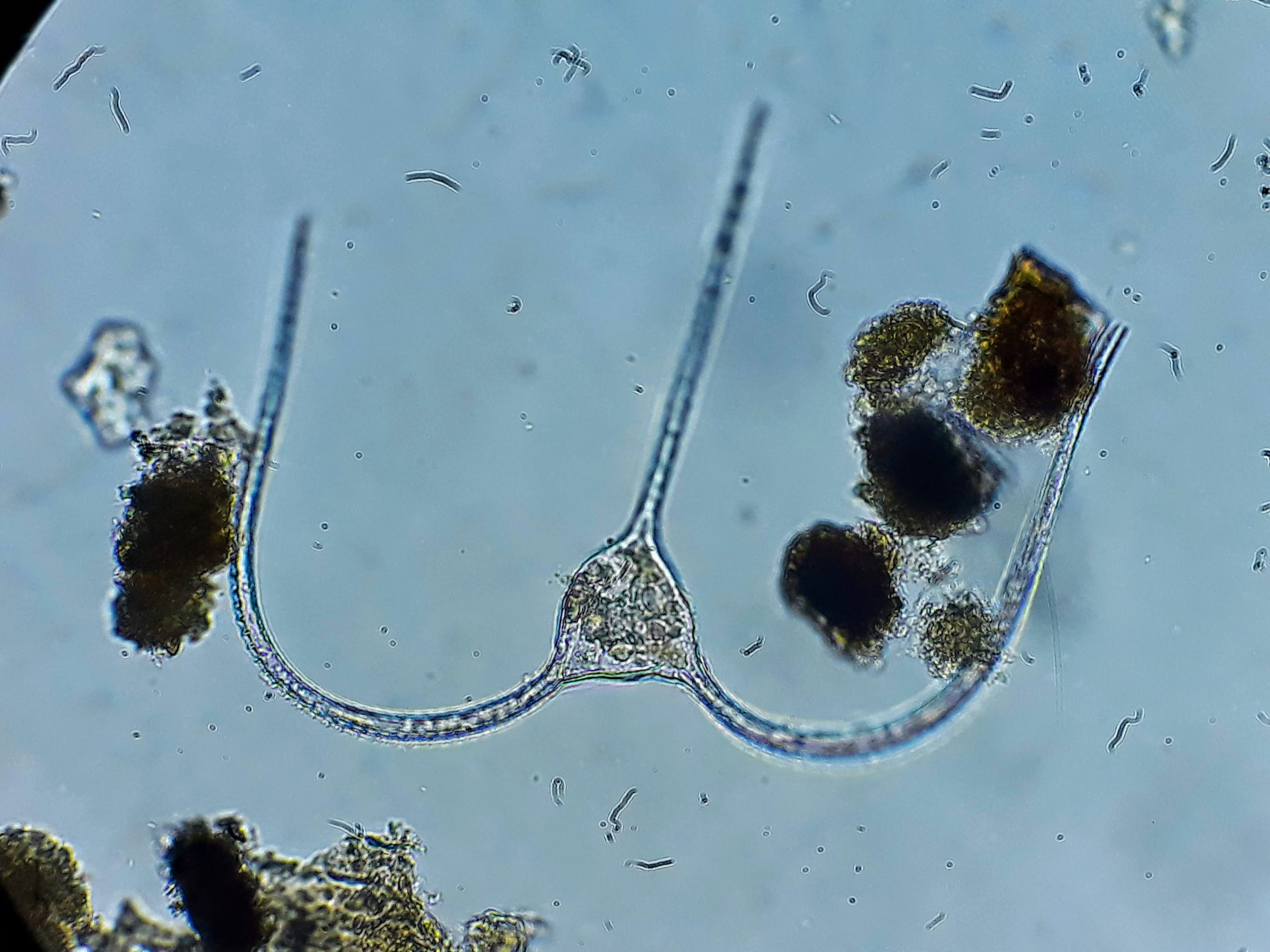 Ceratium macroceros.jpg