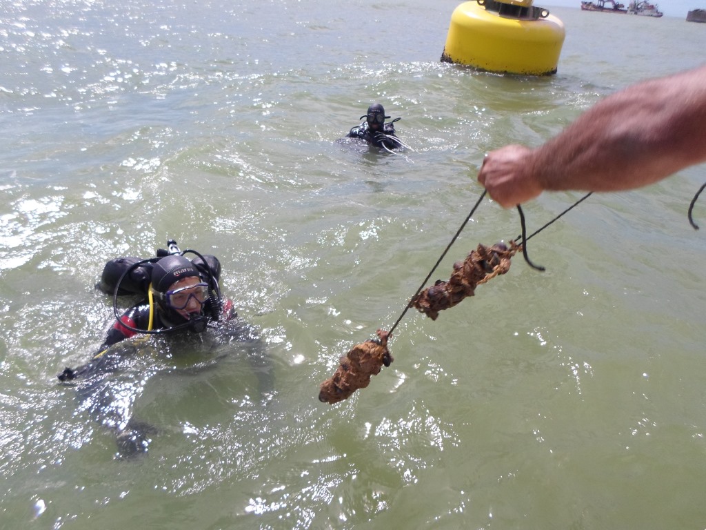 BIOACUMULAÇÃO (9).JPG