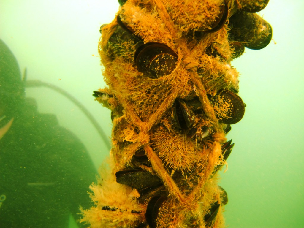 BIOACUMULAÇÃO (2).JPG