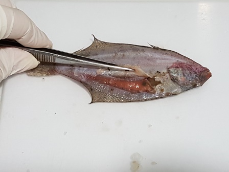 Fêmea madura (3).jpg